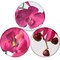 2 Vibrant Fuchsia Phalaenopsis Orchid Stems - 33.5-Inch - Event &#x26; Home Decor